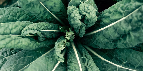 Forskarfredag: koloniomr\u00e5den och staden