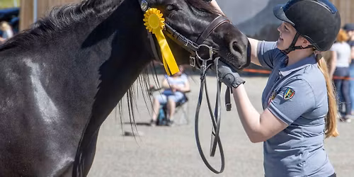 Unghestskue p\u00e5 Stavsplassen