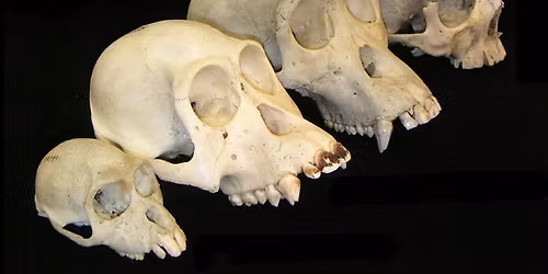 For 13-18 year olds: The Science of Us: An Intro to Biological Anthropology