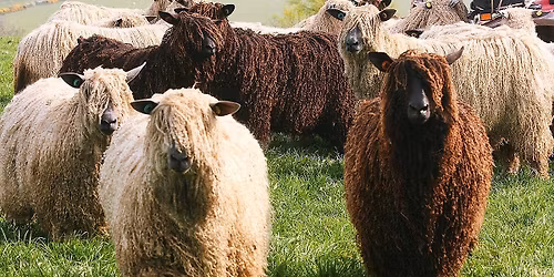 All things Sheep!