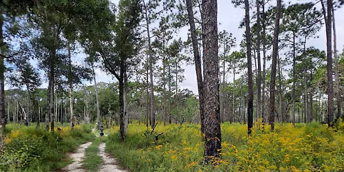Wandering Wednesdays - Chinsegut Nature Center Loop