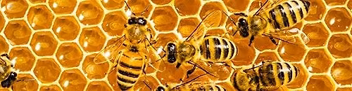 A Taste of Croatia: A Honey Tasting &  Bee Product Sale