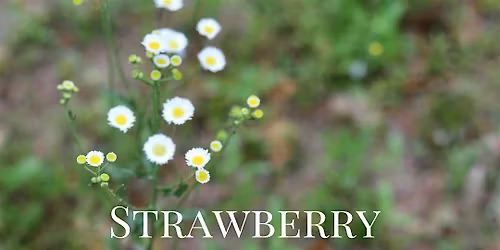 Strawberry Moon Dinner