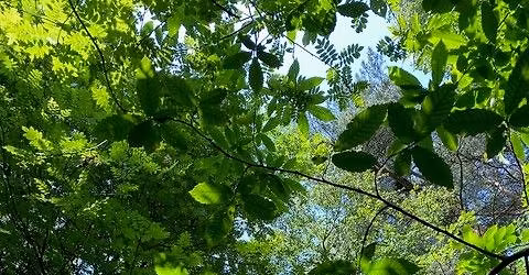 Creative Nature Connection, a Forest-Bathing Experience at Tegg\u2019s Nose - April