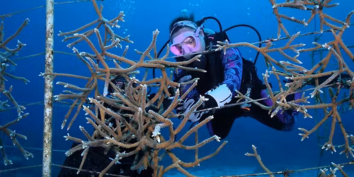 Reef Lecture: The Story of the First Coral Nursery in the Cayman Islands