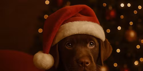 Santa Paws at Coton Orchard \ud83d\udc3e