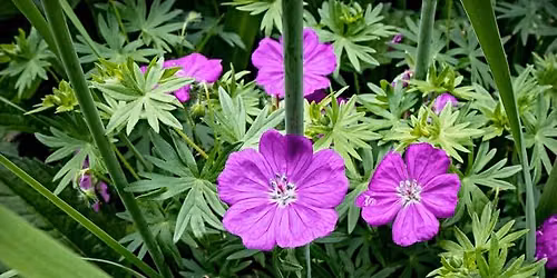 The 32nd Northampton Garden Tour