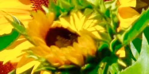 Master Gardener Plant Sale