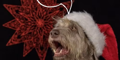 DogS+ Weihnachts Trailen & Training