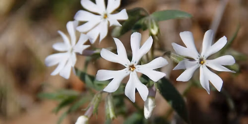 Woodland Wildflower Hike