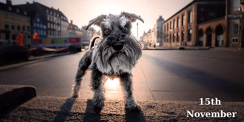 Dogs in the City: Pr\u00f8vefotografering i K\u00f8benhavn