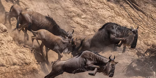 National Geographic Live: Incredible Animal Athletes | Lucy Hawkes