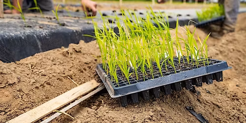 Seedling Giveaway