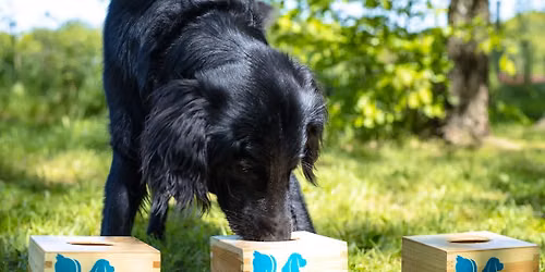 Kurs Instruktor Nosework PAZiA - ONLINE+KRAK\u00d3W