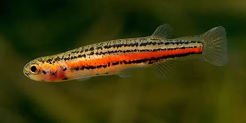  Save the date - ANGFA Convention 2026