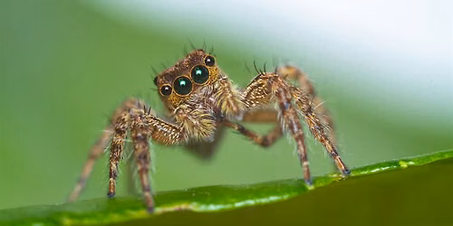 Naturalist Walk and Talk - Spiders