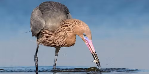 Monthly Bird Survey at Camp Helen