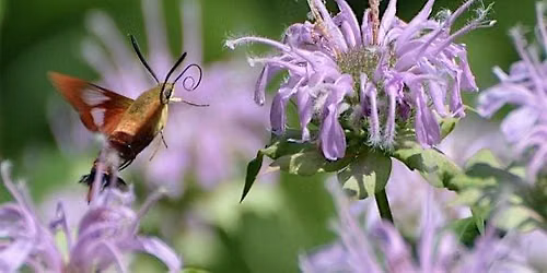 Tree Time: Butterflies & Moths I