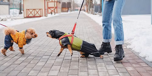 Seconds Matter: Emergency Interventions in Dog Fights and Bite Incidents
