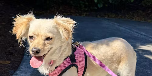 Adoption Event at Pet Adventure!