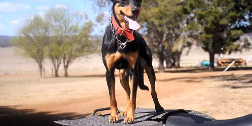 CSC Working Stock Dog Auctions