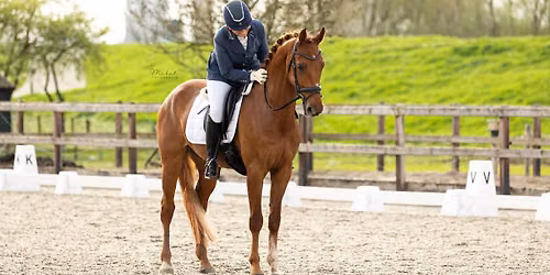 Dressuur paarden en pony's