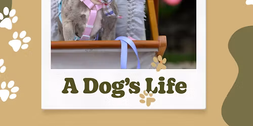 A DOG'S LIFE - Dogtopia on Noosa River