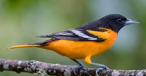 Genesee Valley Audubon Society Nature Outing Bird Sanctuary Trail Webster