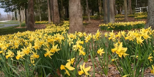 52nd Annual Te Anau Spring Flower Show