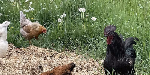 Yoga with Chickens