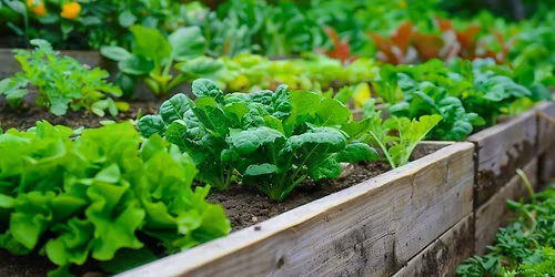 FREE: Veggie Patch Talks