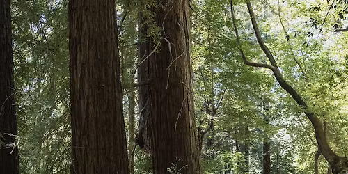 Morning Hike at Bear Creek Redwoods