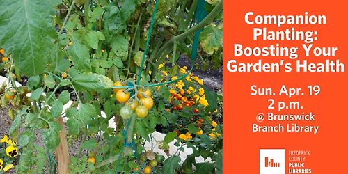 Companion Planting: Boosting Your Garden's Health
