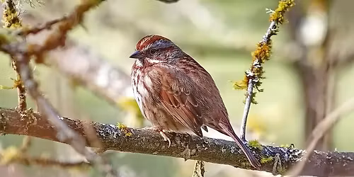 Brainy Birds: Spring
