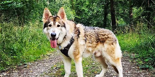 Group Walk - New forest 