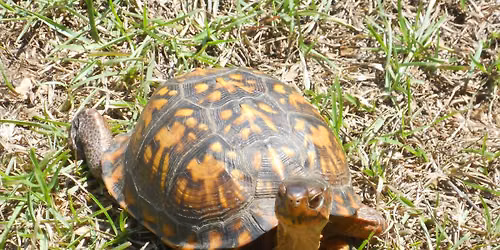 Box Turtle Trek