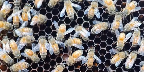 One Day HoneyBee Tourism Experience: \u201cBee a Part of Nature\u2019s Magic!\u201d