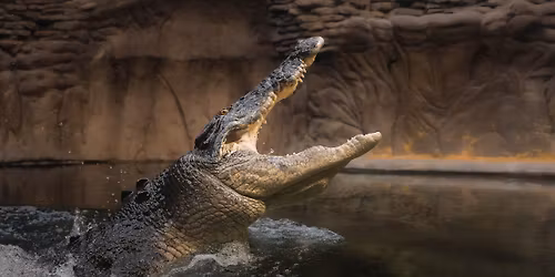 Reptile House Reopening 