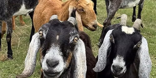 Farm Tour to Fieldsong Farm