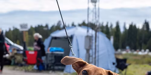 TI 18.11.2025 klo 18 n\u00e4yttelykoulutus HALLISSA (SUVI JA PAULIINA), Pieniss\u00e4 1 paikka, Isot T\u00c4YNN\u00c4