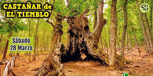 Casta\u00f1ar de El Tiemblo\ud83c\udf33