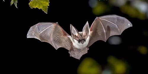 All About Bats