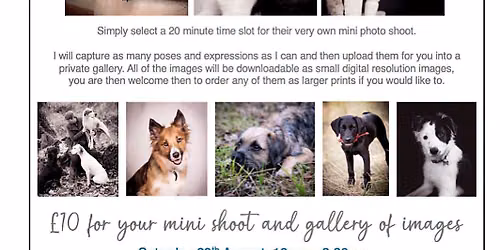 Pop-up Pet Portraits
