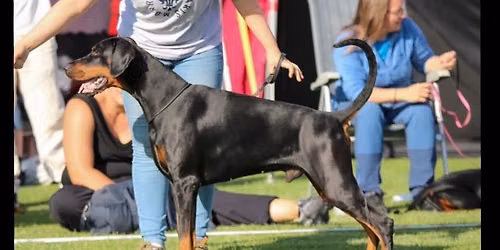 Dobermannien erikoisn\u00e4yttely