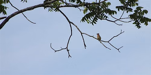 FOPOS Fall Bird Walk with Winnie Hughes Spar \/\/ Saturday, October 17th
