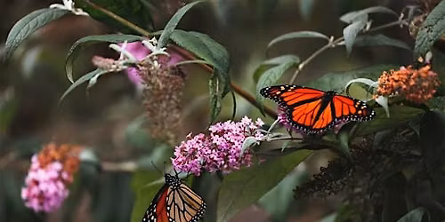 The World Of Butterflies: Facts, Stats, Challenges and How We Can Help