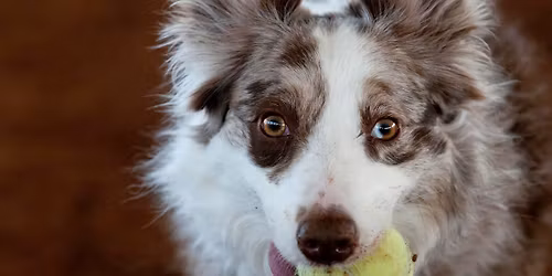 PepperJack's Plunge IDS Pepperpalooza