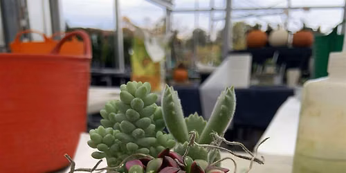 DIY Succulent Teacup