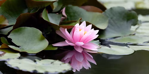 Friday Evening Yoga Nidra Meditation 