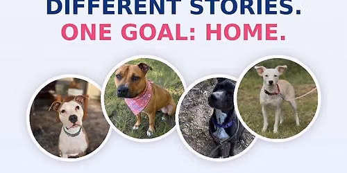 \ud83d\udc36 Clear The Shelters With Pawsitive Place Rescue